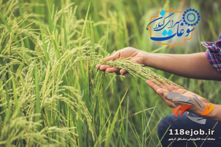فروش برنج دودی هاشمی نوک سوزنی در گیلان