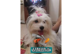 فروش توله سگهای نژاد دار پشمالو و آپارتمانی موسوی در اهواز