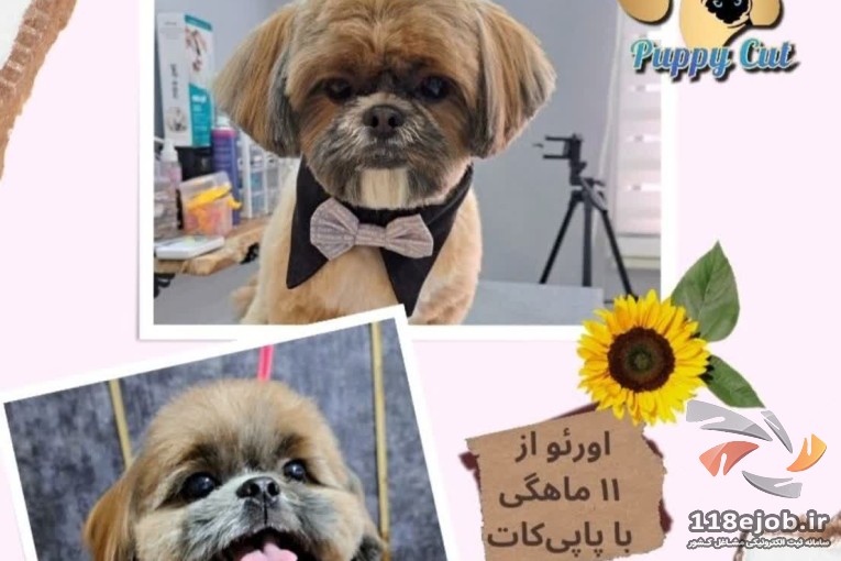 آموزشگاه و آرایشگاه حیوانات خانگی پاپی کات در رشت