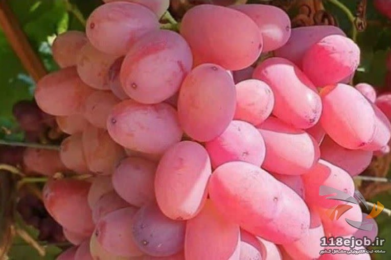 نهالستان بزرگ یاس در دماوند