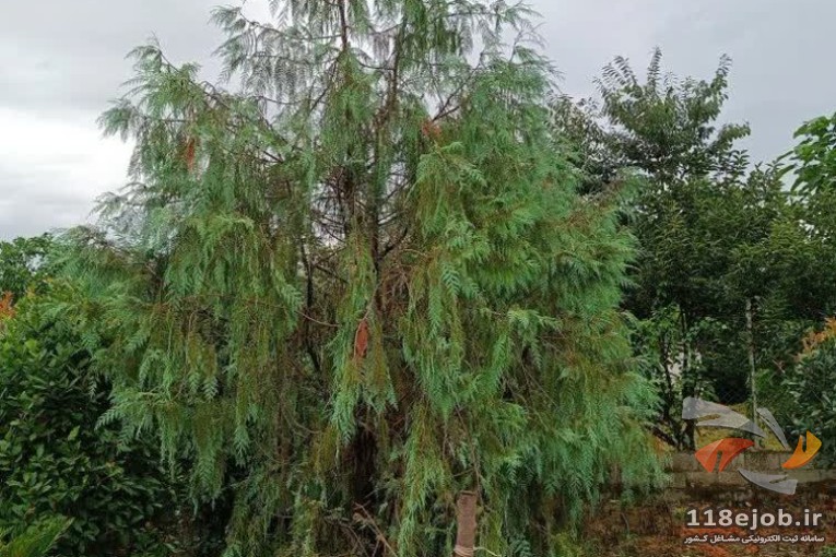 گلکده برادران شیرودی در تنکابن