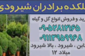 بهترین گلکده در تنکابن - گلکده برادران شیرودی در تنکابن