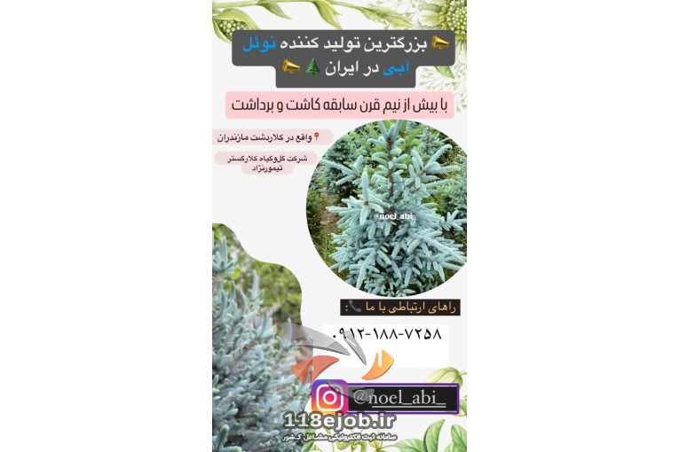 تولید و فروش کاج نوئل آبی کلارگستر تیمورنژاد در کلاردشت