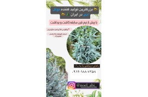 خرید کاج نوئل آبی در مازندران - خرید کاج نوئل آبی کلارگستر در مازندران