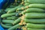 خرید و فروش و صادرات سیب زمینی و پیاز پناهپوری در اصفهان