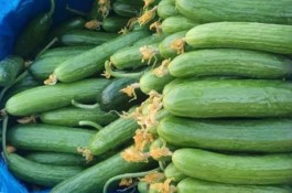 خرید و فروش و صادرات سیب زمینی و پیاز پناهپوری در اصفهان