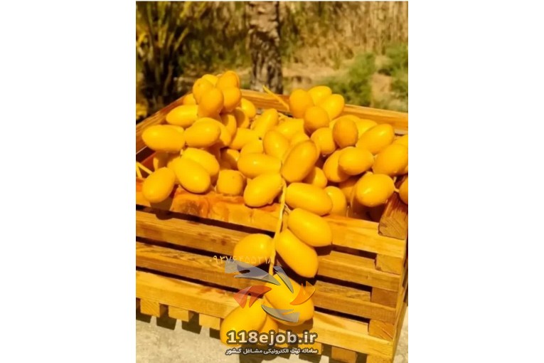 تولید و عرضه انواع نخل خرما ماهر نواصری در اهواز