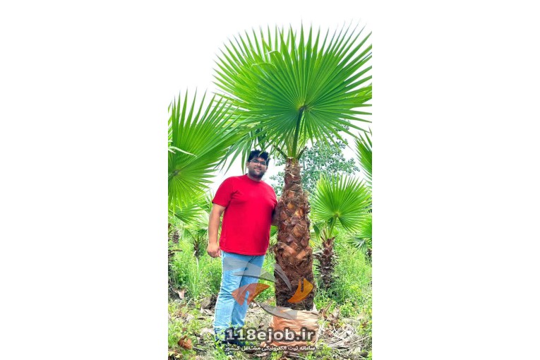مزرعه درخت پالم کاظم زاده و بهرام زاده در بابل - بهترین خرید و فروش درخت پالم در بابل