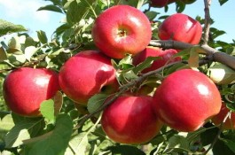 صادرات و تامین کننده میوه های فصلی بیرامی در مراغه