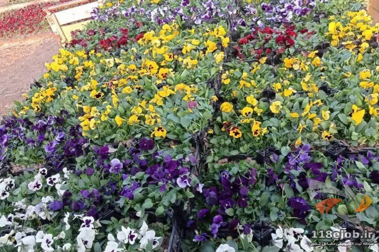 گلخانه گل و گیاه موسوی در پاکدشت