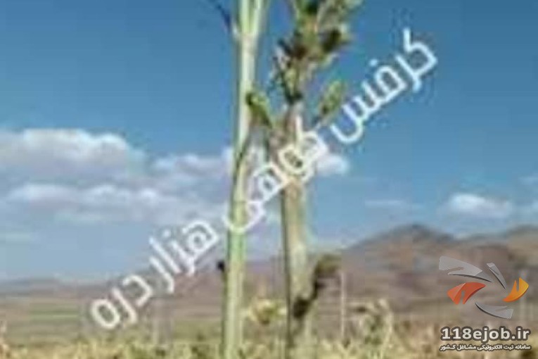 تولید نشا کرفس کوهی هزاردره در اصفهان
