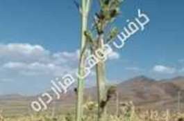 تولید نشا کرفس کوهی هزاردره در اصفهان