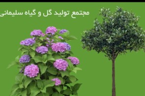 بهترین مجتمع تولیدی گل و گیاه و نهال در کرج - مجتمع تولیدی گل و گیاه و نهال سلیمانی در کرج