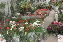مجتمع تولیدی گل و گیاه عباسپور در محمود آباد