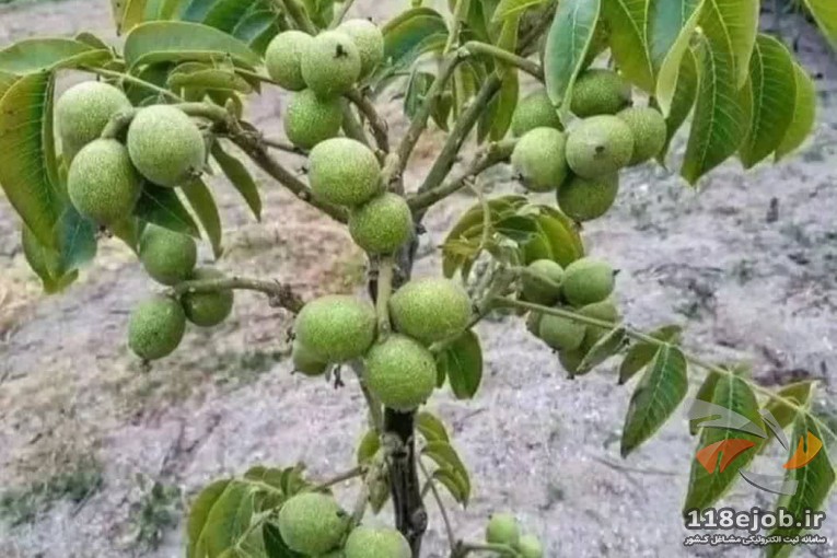 پارس نهال ایران در مشهد