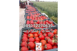 فروش گوجه متین رضایی در فارس