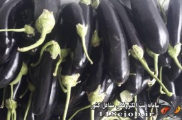 فروش صیفی جات و سبزیجات ارپناهی در دزفول
