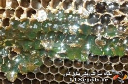 عسل طبیعی و ارگانیک انرژی مثبت دلفان در نورآباد